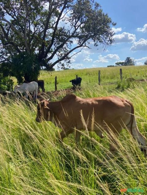 Imagem GADO CRUZADO Imagem GADO CRUZADO
