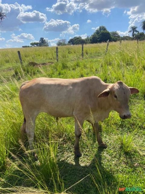 Imagem GADO CRUZADO Imagem GADO CRUZADO