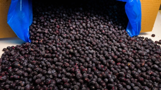 Mirtilo Congelado (BLUEBERRY) Imagem Mirtilo Congelado (BLUEBERRY)