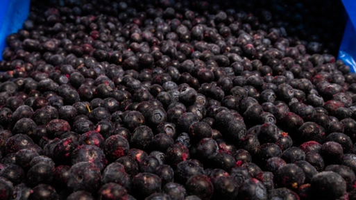Mirtilo Congelado (BLUEBERRY) Imagem Mirtilo Congelado (BLUEBERRY)