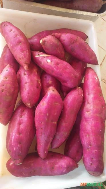 Batata doce a ser colhida, vendo fechada ou por caixa Imagem Batata doce a ser colhida, vendo fechada ou por caixa