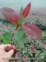 Mudas Clonais de Eucalipto – Alta Qualidade e Produtividade Imagem Mudas Clonais de Eucalipto – Alta Qualidade e Produtividade