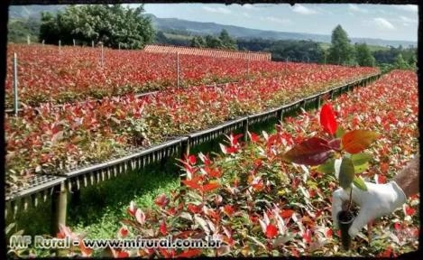 Mudas Clonais De Eucalipto Imagem Mudas Clonais De Eucalipto