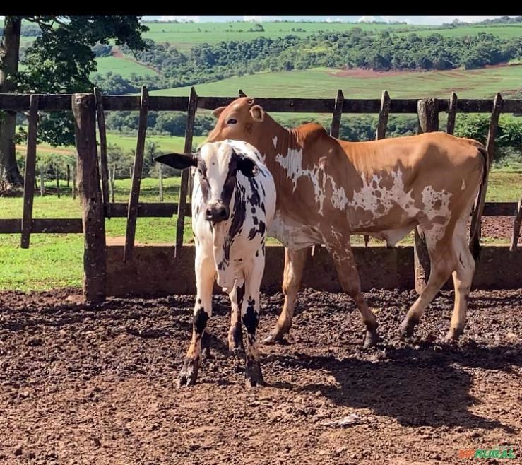 Garrotes Nelore Pintado PO Imagem Garrotes Nelore Pintado PO