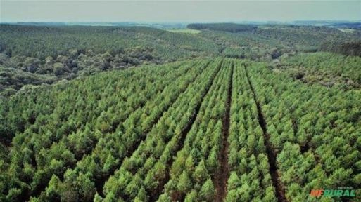 Procuro Área reflorestamento Imagem Procuro Área reflorestamento