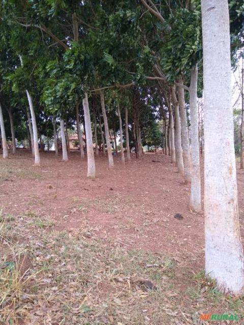 Mogno Africano Imagem Mogno Africano