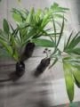 Mudas de Palmeira Imperial – Qualidade e Beleza para Paisagismo Imagem Mudas de Palmeira Imperial – Qualidade e Beleza para Paisagismo