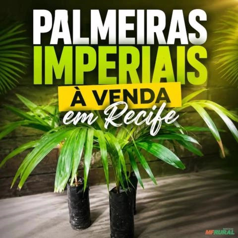 Mudas de Palmeira Imperial – Qualidade e Beleza para Paisagismo Imagem Mudas de Palmeira Imperial – Qualidade e Beleza para Paisagismo