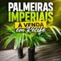Mudas de Palmeira Imperial – Qualidade e Beleza para Paisagismo Imagem Mudas de Palmeira Imperial – Qualidade e Beleza para Paisagismo