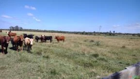 Excelente campo para soja ou pecuária