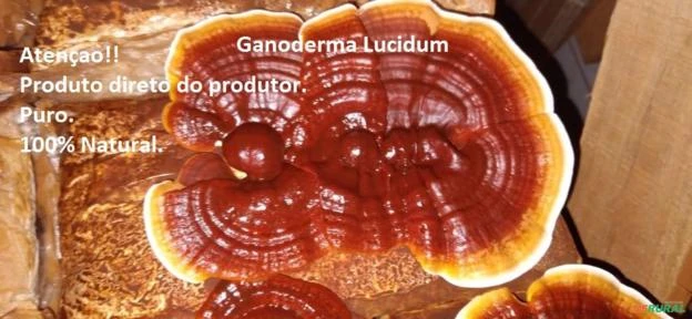 Ganoderma Lucidum
