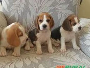 Lindos Beagle com pedigree vacinação