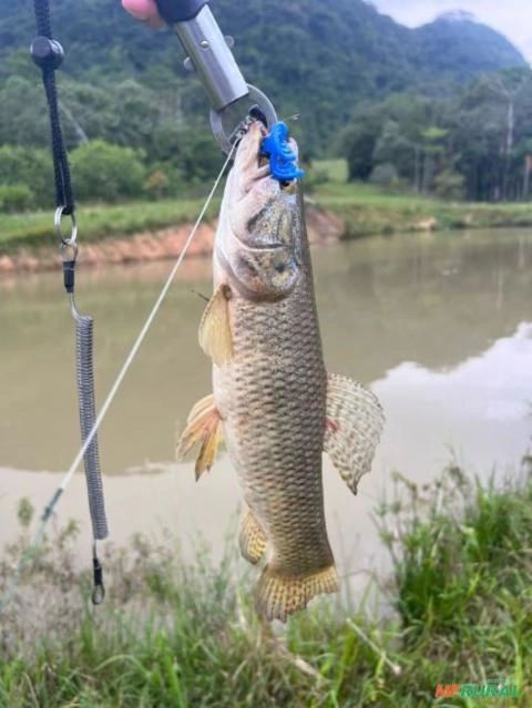 COMPRO TRAIRAS / TRAIROES / TORNOSOL Imagem COMPRO TRAIRAS / TRAIROES / TORNOSOL