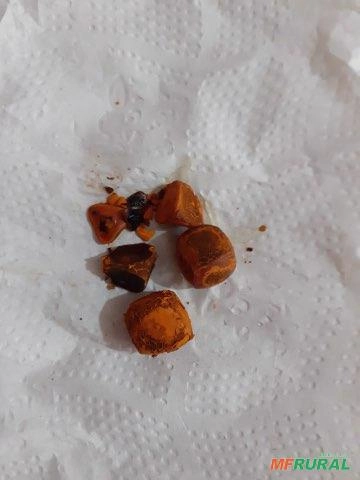 Compro pedra de fel Imagem Compro pedra de fel