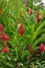 Mudas de Alpinia Purpurata Vermelhs Imagem Mudas de Alpinia Purpurata Vermelhs