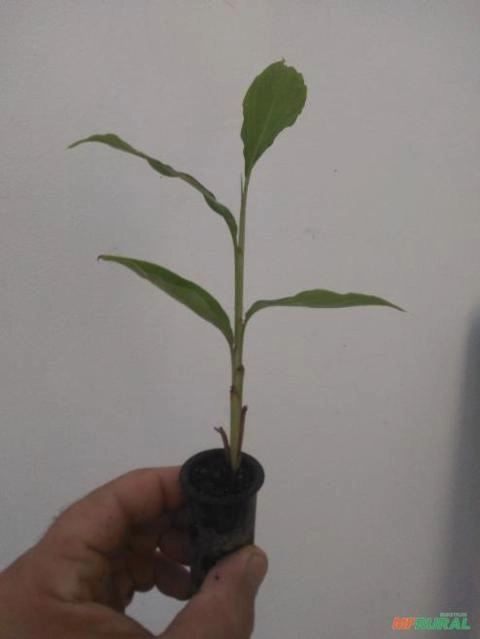 Mudas de Alpinia Purpurata Vermelhs Imagem Mudas de Alpinia Purpurata Vermelhs
