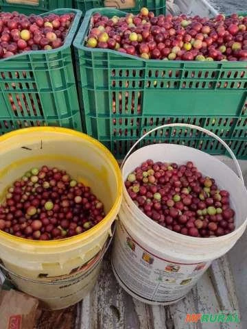 Fruta Camu-camu (camucamu / camu camu) Imagem Fruta Camu-camu (camucamu / camu camu)