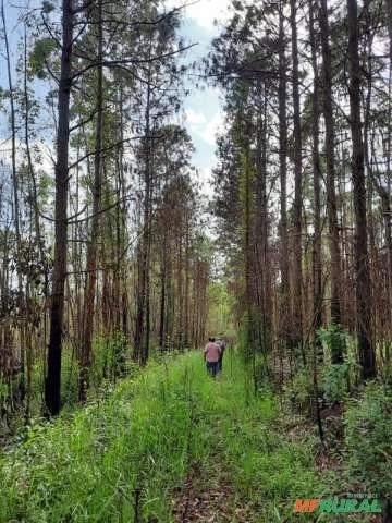 Eucalipto Imagem Eucalipto