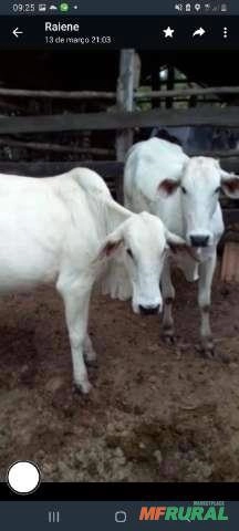 2 novilhas nelore Imagem 2 novilhas nelore