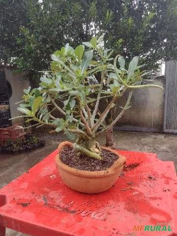 Sócio para produção de mudas Rosas do Deserto Imagem Sócio para produção de mudas Rosas do Deserto