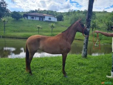 Égua Mangalarga Marchador Registrada