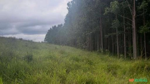 Imagem Venda Eucalipto Santo Antonio do Amparo MG Imagem Venda Eucalipto Santo Antonio do Amparo MG