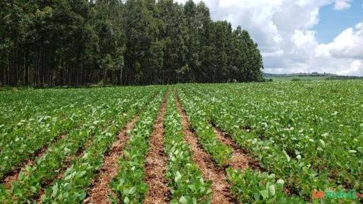 Venda Eucalipto Santo Antonio do Amparo MG Imagem Venda Eucalipto Santo Antonio do Amparo MG
