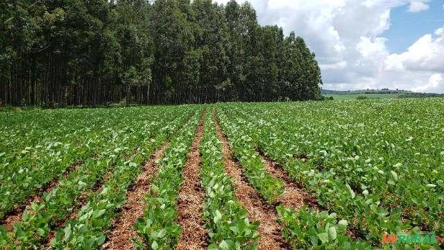 Venda Eucalipto Santo Antonio do Amparo MG Imagem Venda Eucalipto Santo Antonio do Amparo MG