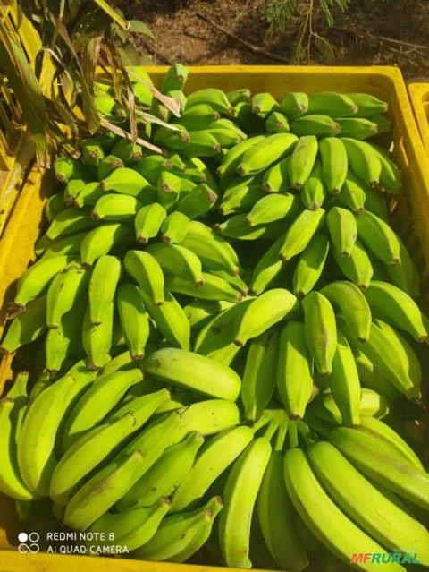 Banana Prata e Mamão Formoso