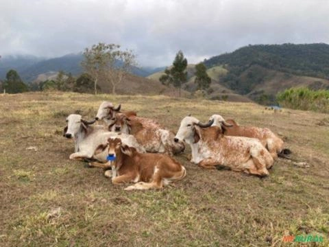 Nelogir mocho nascença Imagem Nelogir mocho nascença