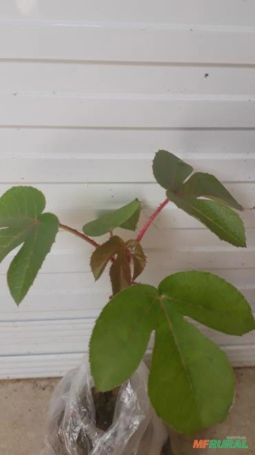 PINHÃO ROXO Imagem PINHÃO ROXO