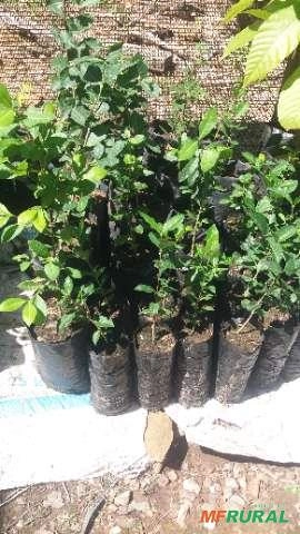 Mudas de acerola Imagem Mudas de acerola