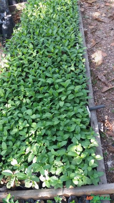 Goiaba vermelha Gigante Imagem Goiaba vermelha Gigante