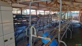 Área de laticínio para aluguel com estrutura completa para produção de leite. (compost barn)