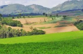 arrendo 276 hectares em Bragança Paulista para soja/milho