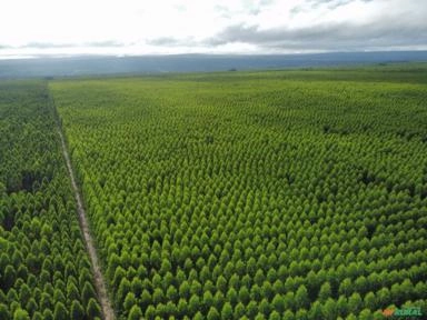 COMPRAMOS E COMERCIALIZAMOS FLORESTAS DE EUCALIPTO E PINUS Imagem COMPRAMOS E COMERCIALIZAMOS FLORESTAS DE EUCALIPTO E PINUS
