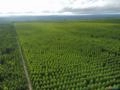COMPRAMOS E COMERCIALIZAMOS FLORESTAS DE EUCALIPTO E PINUS Imagem COMPRAMOS E COMERCIALIZAMOS FLORESTAS DE EUCALIPTO E PINUS