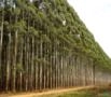 COMPRAMOS E COMERCIALIZAMOS FLORESTAS DE EUCALIPTO E PINUS Imagem COMPRAMOS E COMERCIALIZAMOS FLORESTAS DE EUCALIPTO E PINUS