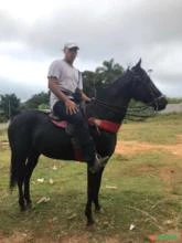 Cavalo Quarto de Milha Filho de Nabila Darlim - Bolt Corona Ease