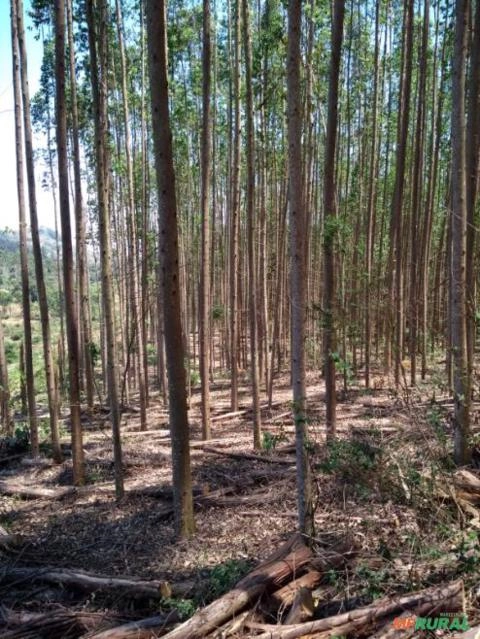 Floresta de Eucalipto Imagem Floresta de Eucalipto