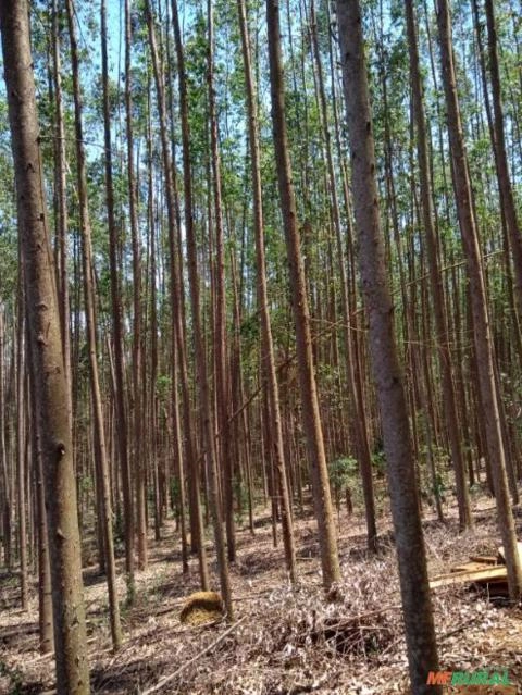 Imagem Floresta de Eucalipto Imagem Floresta de Eucalipto