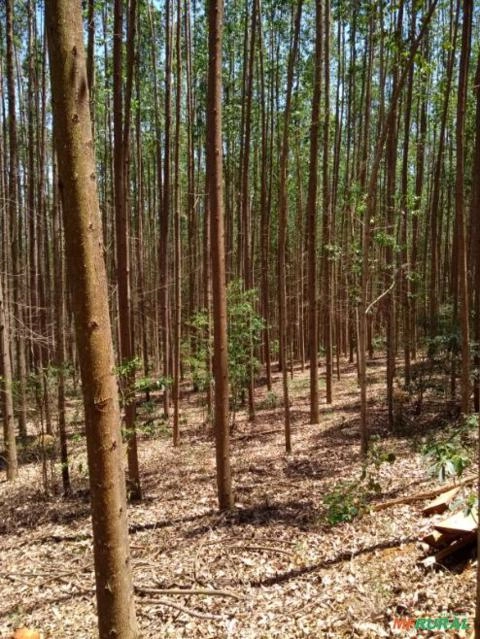 Imagem Floresta de Eucalipto Imagem Floresta de Eucalipto