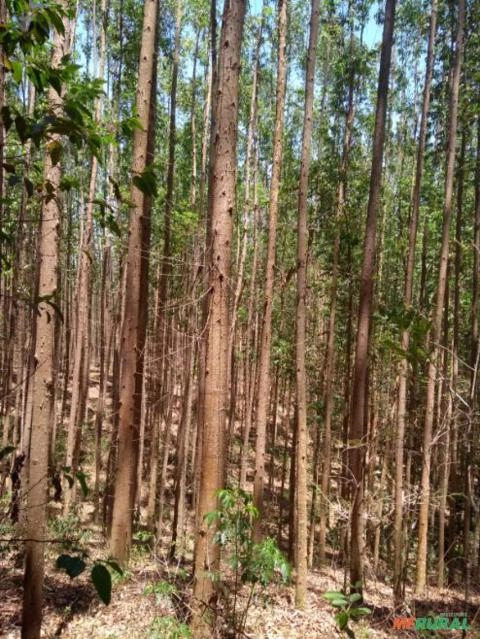 Imagem Floresta de Eucalipto Imagem Floresta de Eucalipto