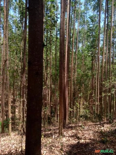 Imagem Floresta de Eucalipto Imagem Floresta de Eucalipto