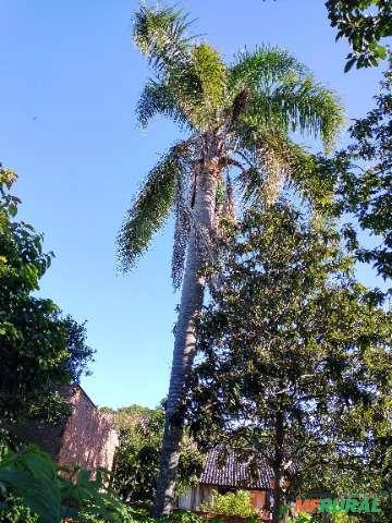 Coqueiro Imagem Coqueiro