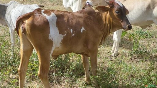 Imagem 12 novilhas - gado Imagem 12 novilhas - gado