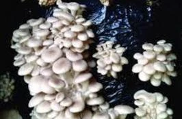 Cogumelos frescos Shimeji