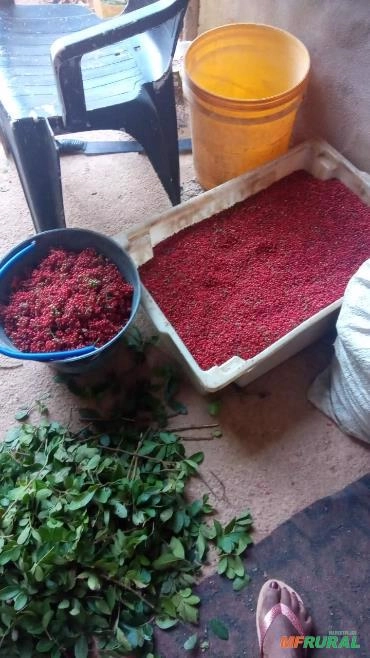 Imagem Pimenta rosa Imagem Pimenta rosa