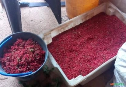 Imagem Pimenta rosa Imagem Pimenta rosa