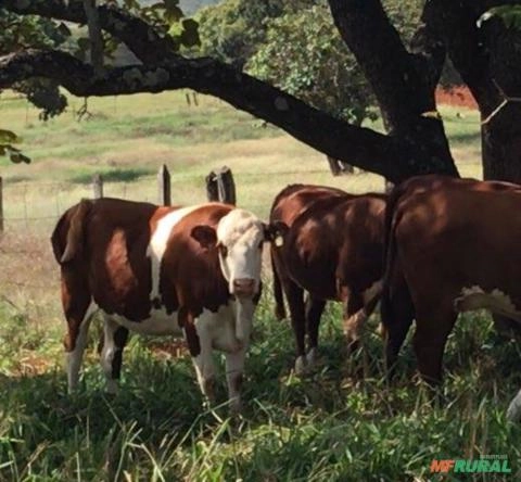Venda de animais da raça Braford Imagem Venda de animais da raça Braford